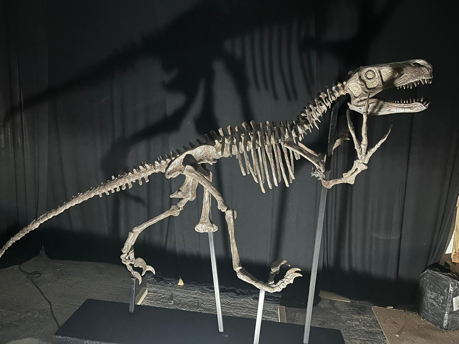Utahraptor Skeleton, 10 foot Long sub adult replica dinosaur skeleton available for sale from The Prehistoric Store