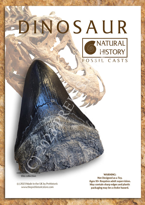 Natural History Fossil Casts: Massive Megalodon Tooth cast 16cm