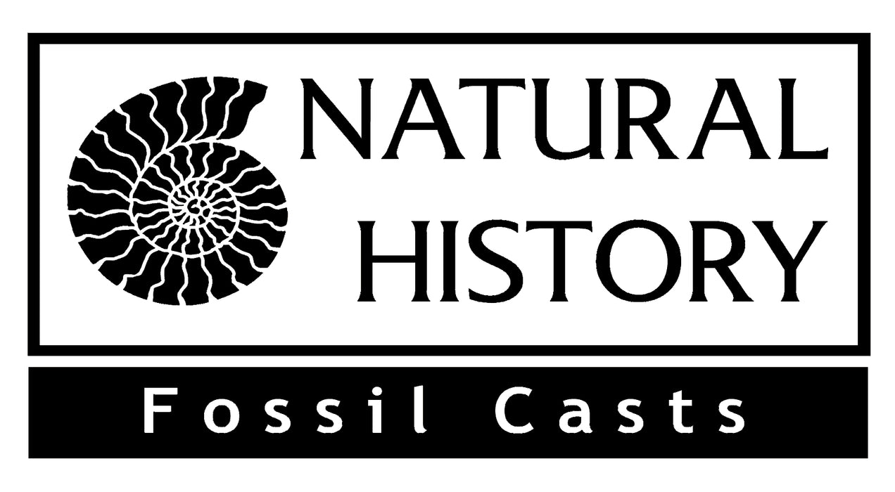 Natural History Fossil Casts: Allosaurus Embryo Replica