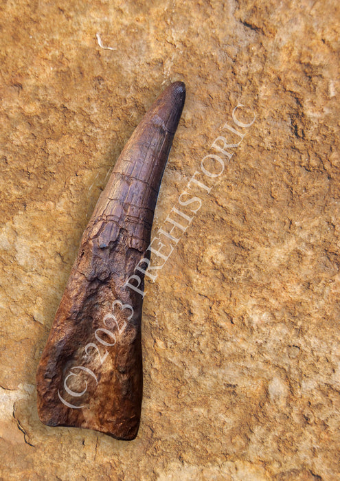 Natural History Fossil Casts: Spinosaurus aegyptiacus Tooth Replica 20cm