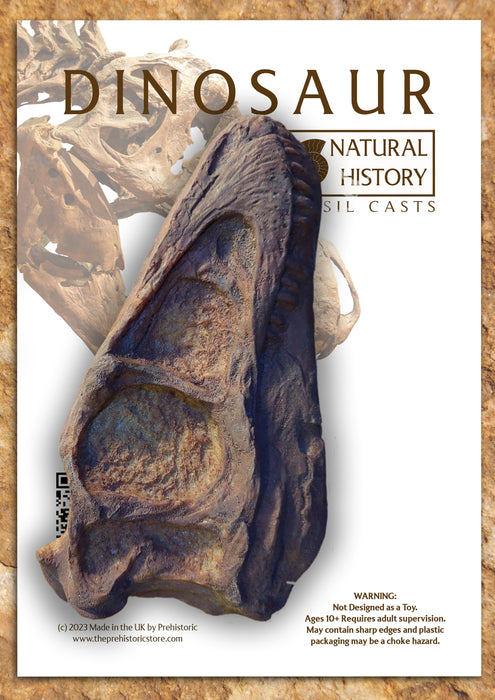 Natural History Fossil Casts: Juvenile T rex Skull