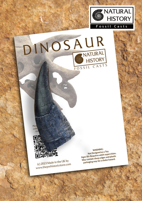 Tyrannosaurus rex 4 inch tooth replica from Natural History Fossil Casts, £14.99