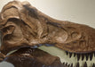 T rex skull replica for sale, life sized T rex skull
