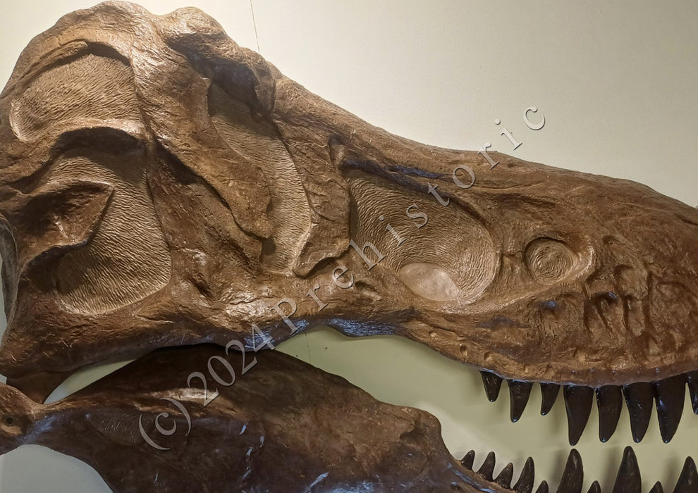 T rex skull replica for sale, life sized T rex skull