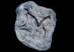 Megalosaurus footprint replica available from The Prehistoric Store