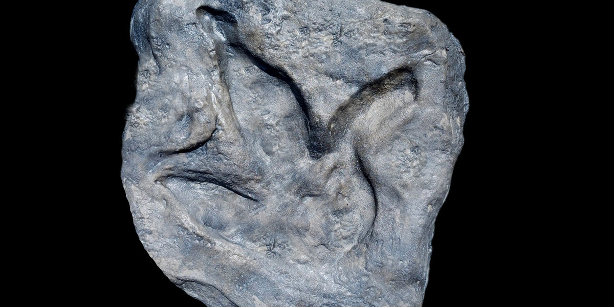 UK Theropod Footprint Replica (Isle of Skye) - Megalosaurus — The