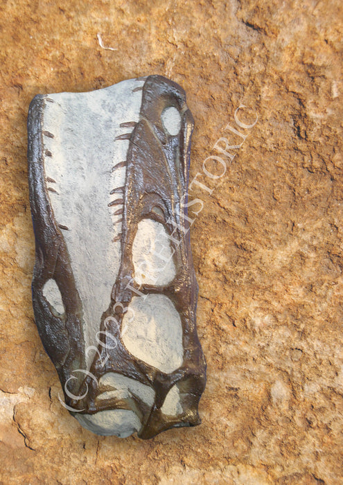 Natural History Fossil Casts: Velociraptor mongoliensis skull replica