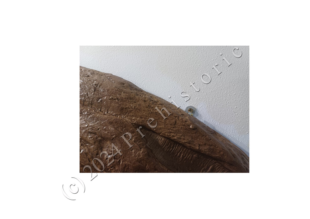 Tyrannosaurus Life Sized Wall Mountable Display Skull
