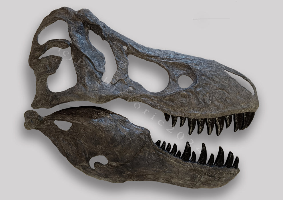Tyrannosaurus Life Sized Wall Mountable Display Skull