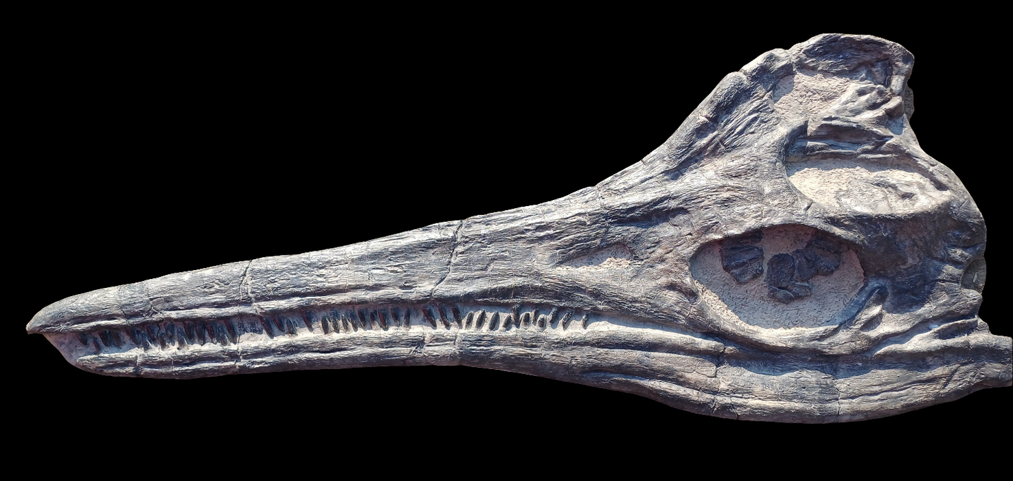 Icthyosaurus skull replica five feet long, Jurassic coast Temnodontosaurus available from The Prehistoric Store