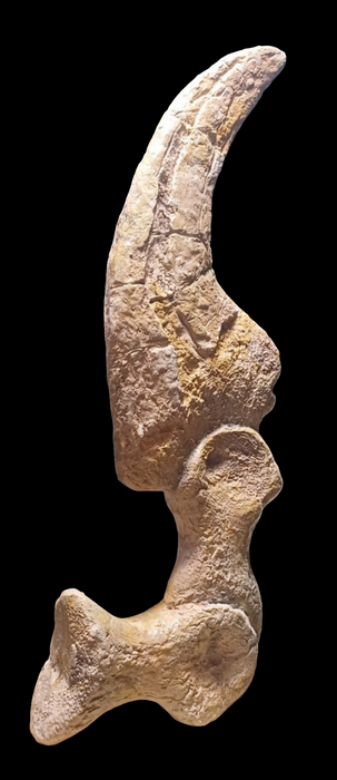 Utahraptor Sickle  Claw