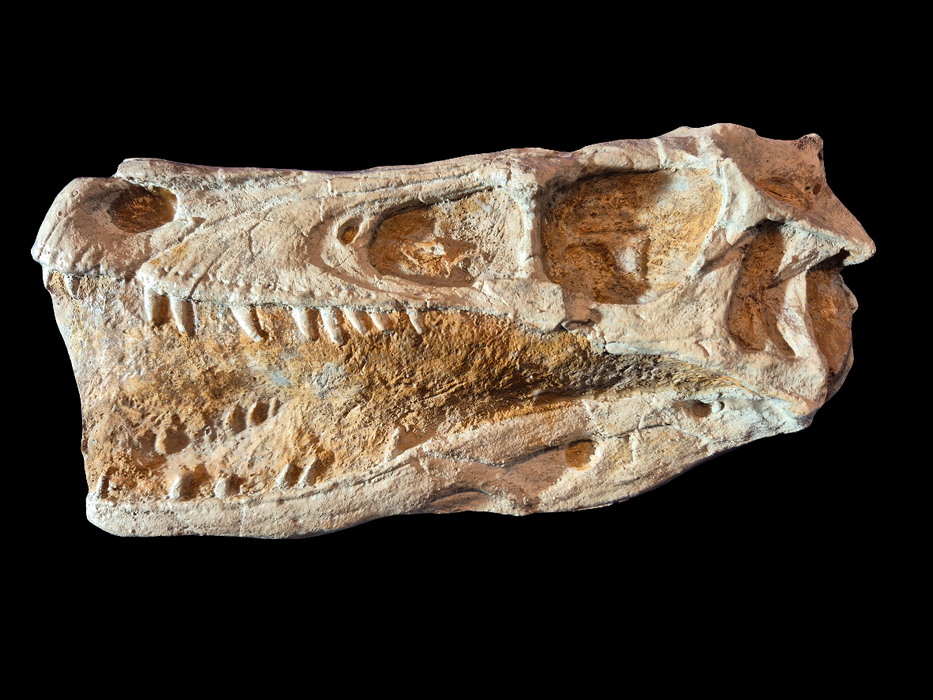 Framed Edition Velociraptor mongoliensis Skull A4