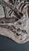 Tyrannosaurus Gorgosaurus death pose replica from The Prehistoric Store