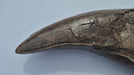 Tyrannosaurus rex biggest tooth Video 