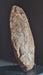 Tyrannosaurus egg replica for sale