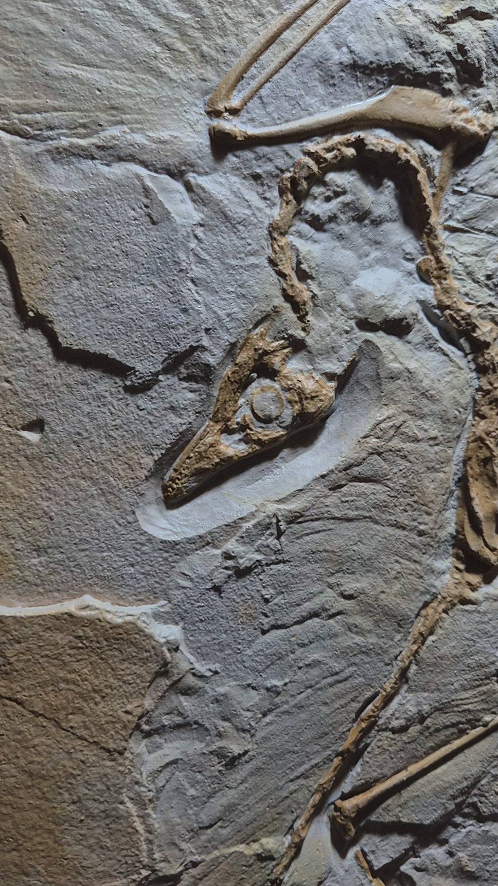Video of Archaeopteryx Berlin specimen, available from the Prehistoric Store. Voted as best Archaeopteryx replica available
