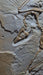 Video of Archaeopteryx Berlin specimen, available from the Prehistoric Store. Voted as best Archaeopteryx replica available