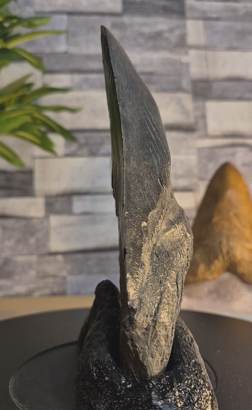 Megalodon tooth replica available from The Prehistoric Store