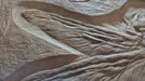 Meganeura largest insect cast replica for sale