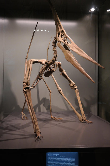 PTERANODON LIFE SIZE REPLICA 4.5M WINGSPAN