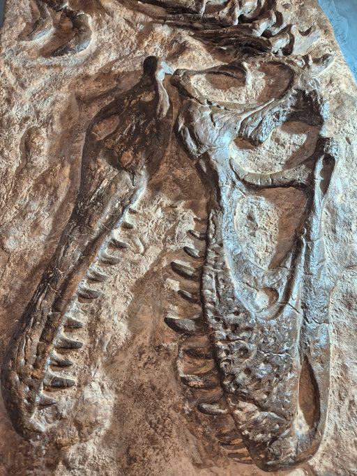 Juenile T rex skull Replica wall Display available from The Prehistoric Store