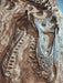 Juenile T rex skull Replica wall Display available from The Prehistoric Store