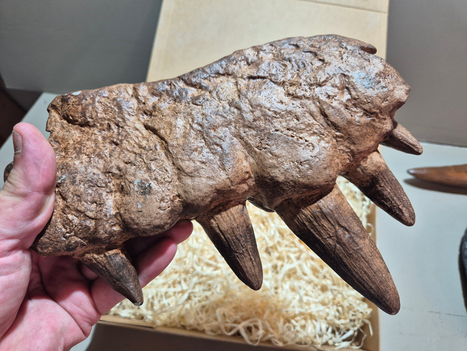 Spinosaurus aegyptiacus Life Size Maxilla Bone With Teeth