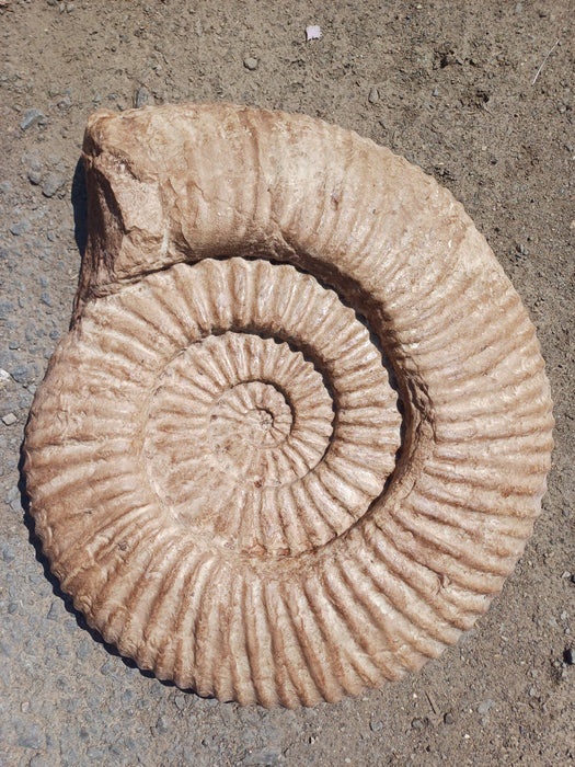 Giant 60cm Wall Mountable Ammonite cast (From Genuine Specimen)