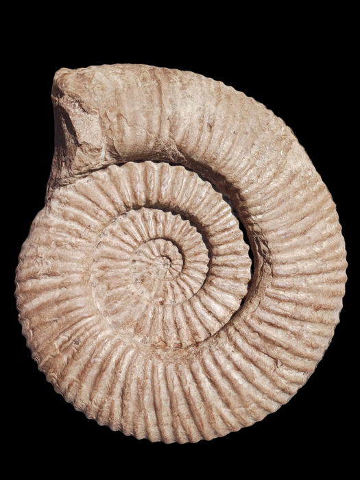 Giant 60cm Wall Mountable Ammonite cast (From Genuine Specimen)