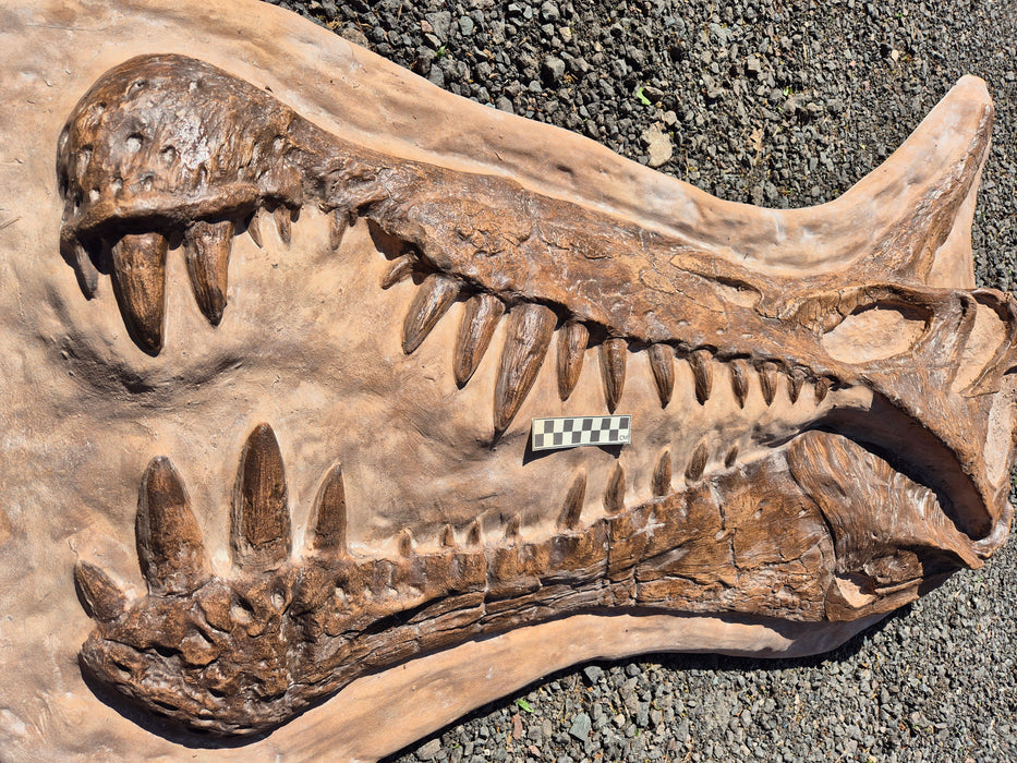 Spinosaurus mirabilis