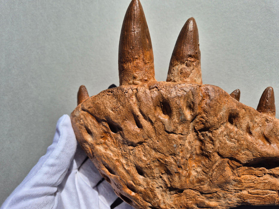 Spinosaurus Dentary Bone (Jaw) With Teeth