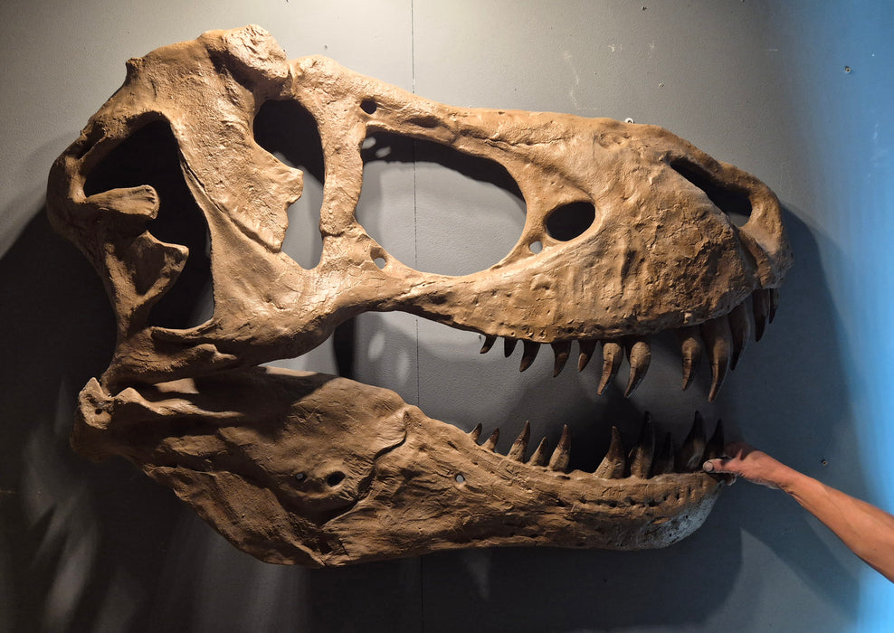 Tyrannosaurus Life Sized Wall Mountable Display Skull