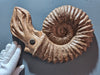 Ammonite Replica For Sale at the Prehistoric Store. What did an ammonite look like when they were alive?
