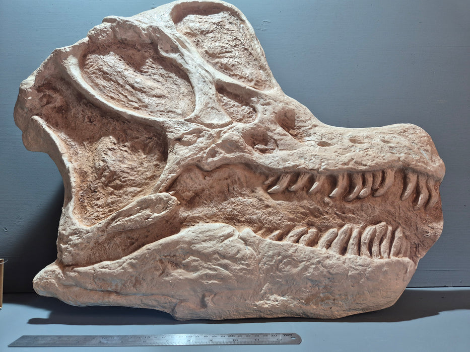 Life Size Brachiosaurus Wall Display Panel 72cm X 62cm