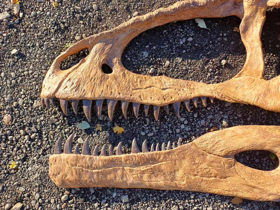 Giganotosaurus Life Sized Half Skull Wall mount 1.5m long, bigger than T.rex!
