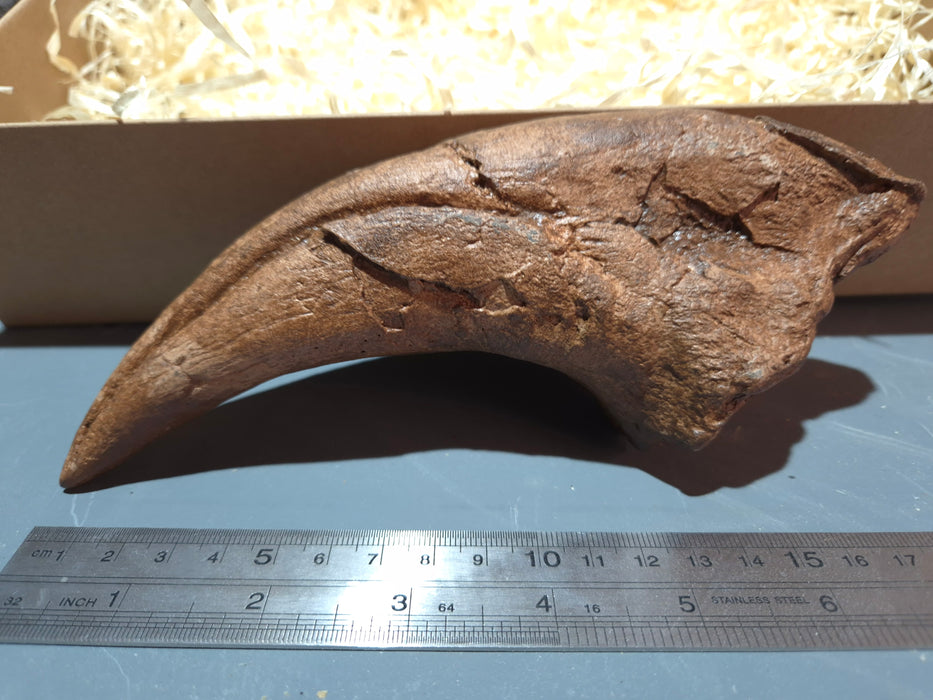 Tyrannosaurus rex Life Size Pes (foot) Claw Replica