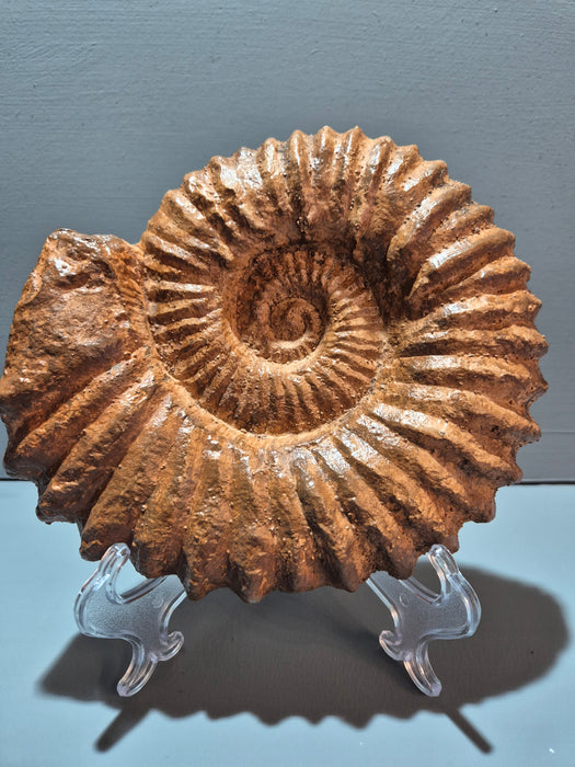 Large Acanthoceras Ammonite Cast