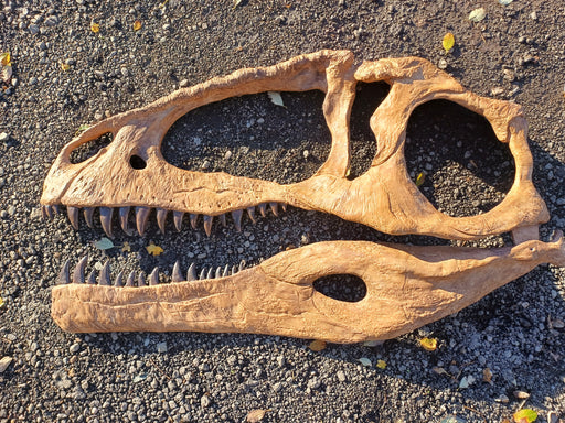 Giganotosaurus life sized wall mountable skull replica