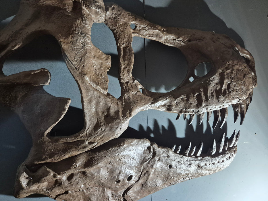 Tyrannosaurus Life Sized Wall Mountable Display Skull
