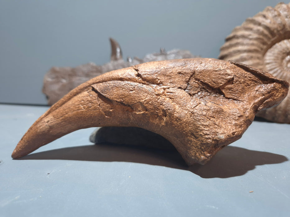 Tyrannosaurus rex Life Size Pes (foot) Claw Replica