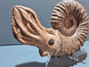 Ammonite Replica For sale with tentacles from the Prehistoric Store