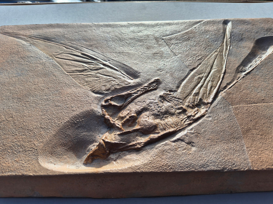 Rhamphorhynchus 57cm X 35cm Life Sized Fossil Replica