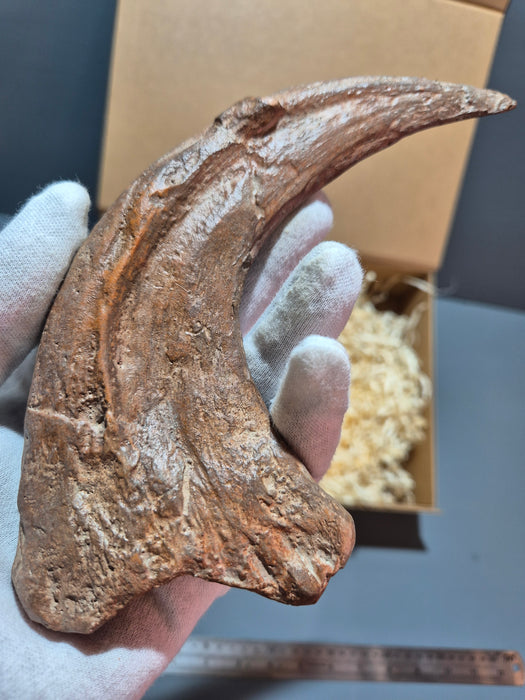 Utahraptor Fossilized Claw Replica