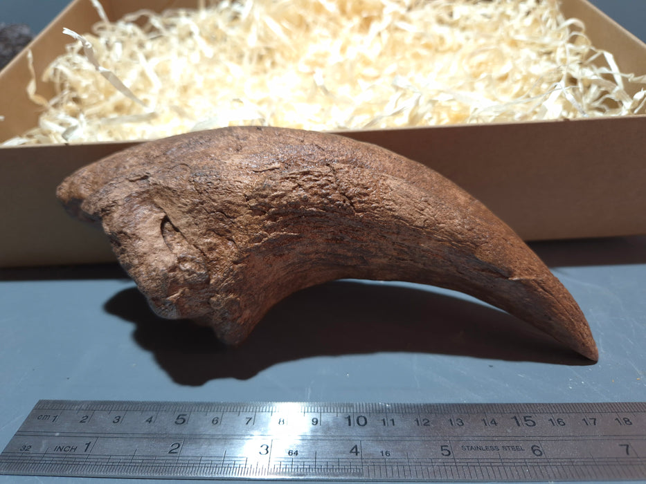 Tyrannosaurus rex Life Size Pes (foot) Claw Replica