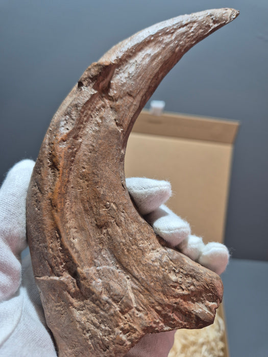 Utahraptor Fossilized Claw Replica