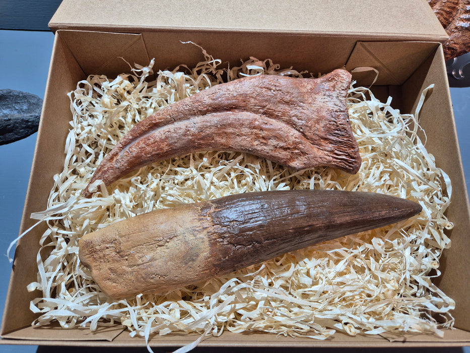 Spinosaurus aegyptiacus Life Sized Tooth and Claw Display Set