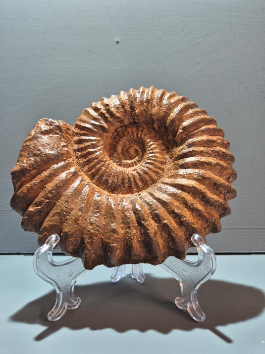 Large Acanthoceras Ammonite Cast