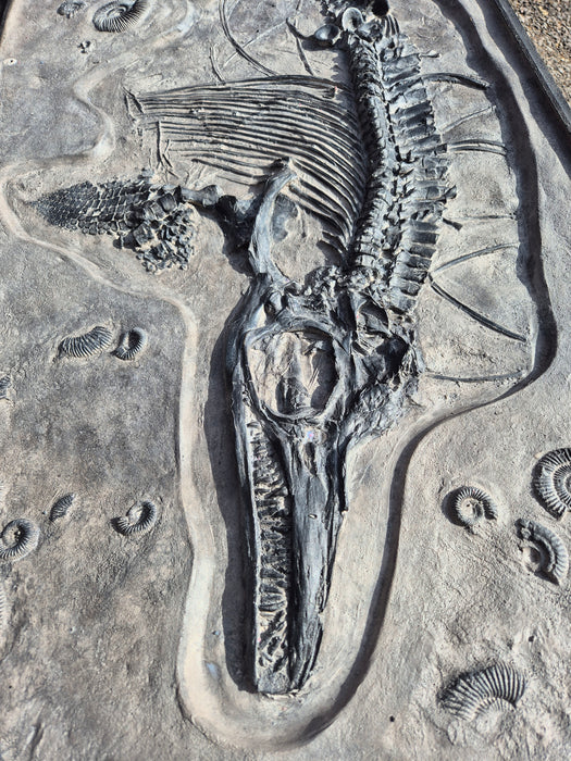 Icthyosaurus Cast Matrix Surround