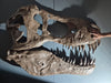 Tyrannosaurus rex life size skull replica from The Prehistoric Store