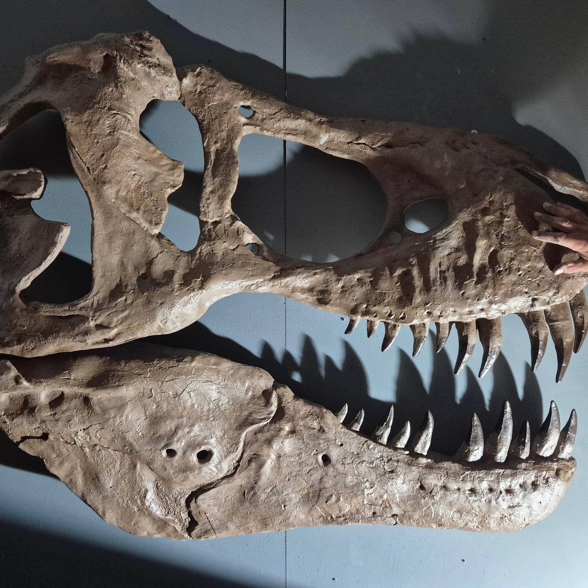 Tyrannosaurus rex life size skull replica from The Prehistoric Store